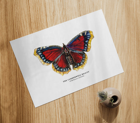 Camberwell Beauty Butterfly print on wooden table