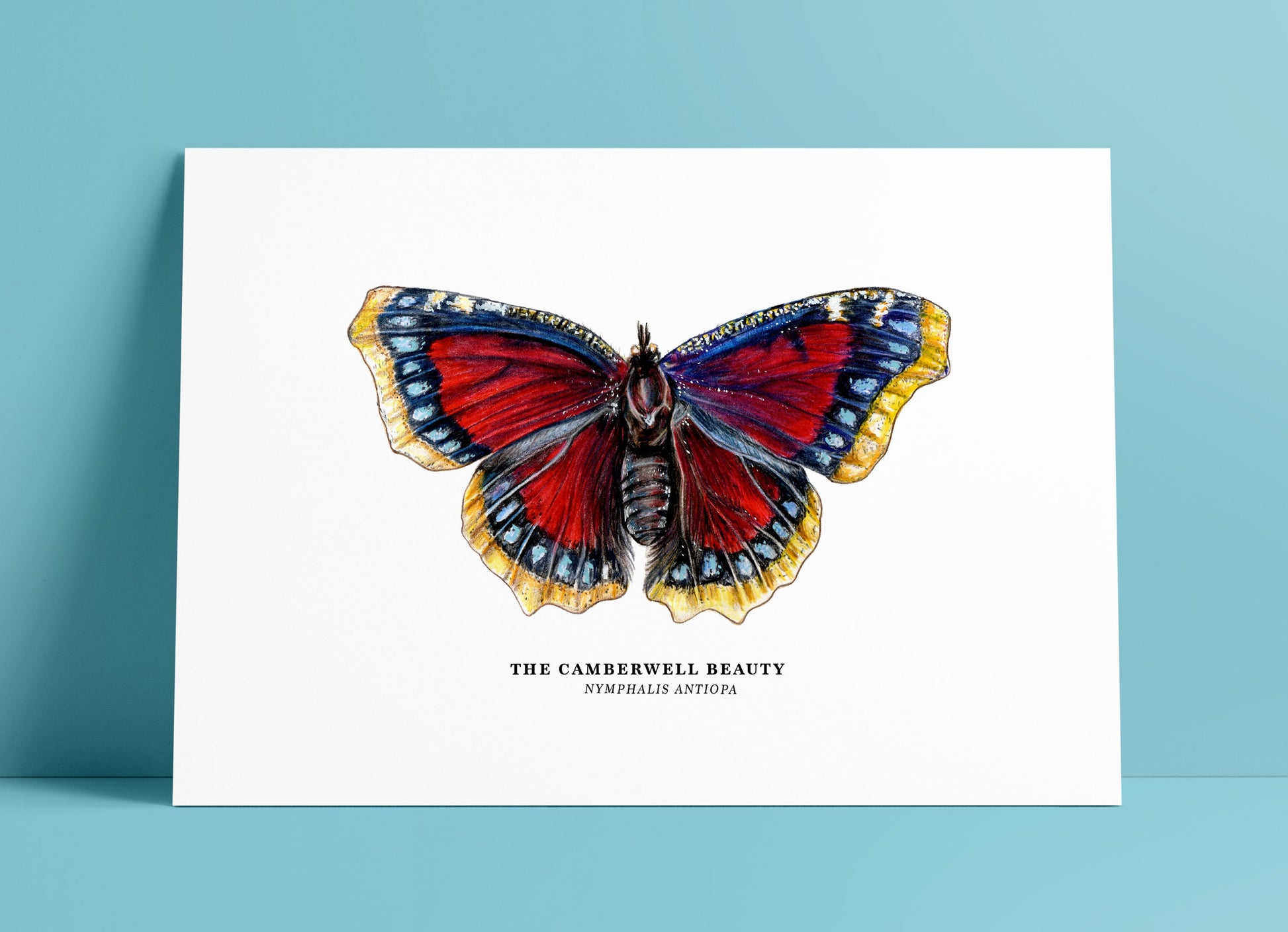 The Camberwell Beauty Butterfly, Mourning Cloak Butterfly