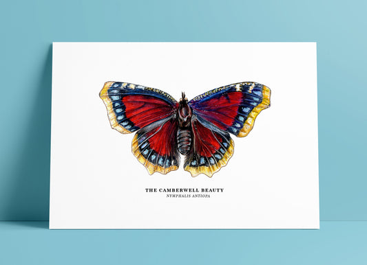 The Camberwell Beauty Butterfly, Mourning Cloak Butterfly